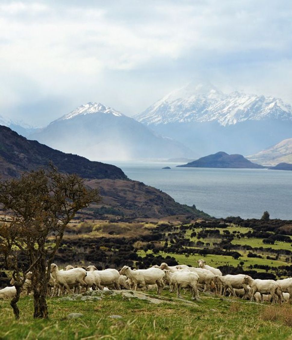 Reisereportage Aus Neuseeland Mit Dabei Beim Schafe Scheren SZ Magazin