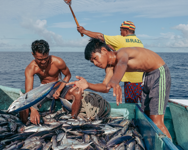 Wie Thunfisch in Indonesien von Hand gefangen wird - SZ Magazin