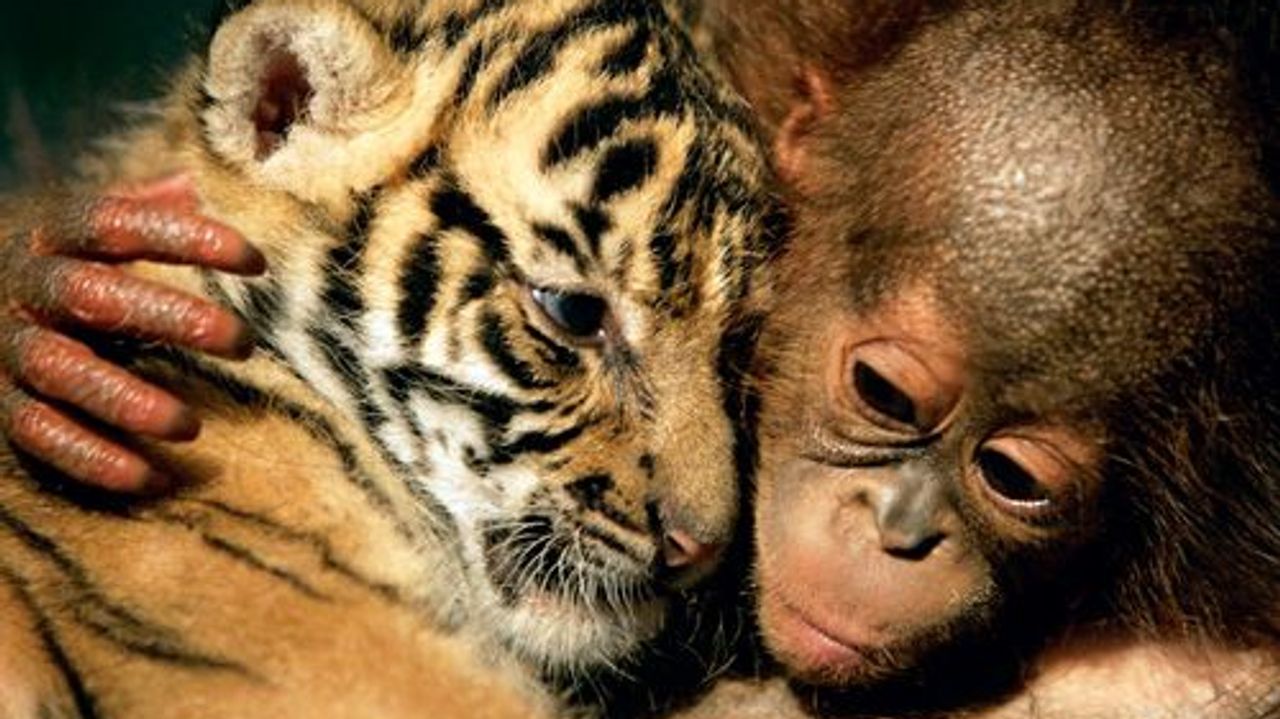 Ungewöhnliche Tierfreundschaften Ungewöhnliche Tierfreundschaften