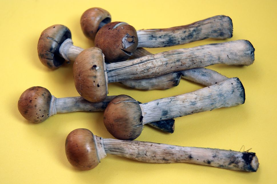 Psilocybin Pilze Legalisierung Von Magic Mushrooms In Denver Sz Magazin