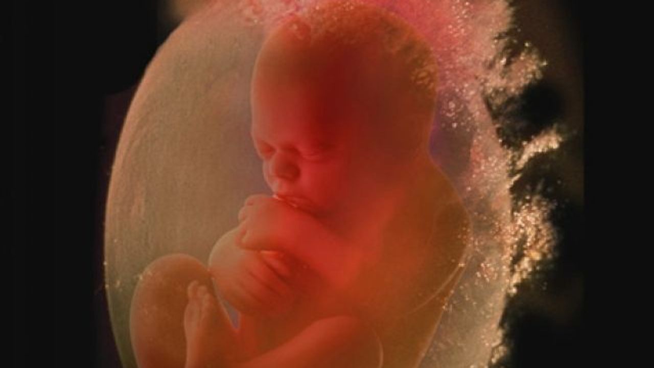 12 недель видео. Снимки ребенка в утробе матери.