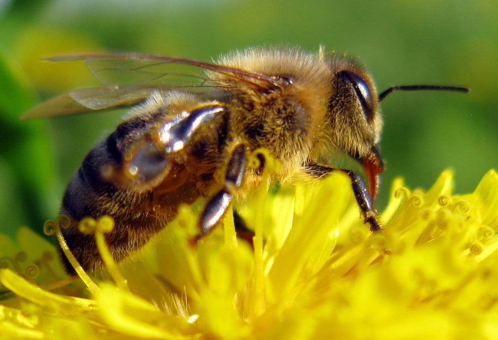 Wie Konnen Wir Die Bienen Retten Die Besten Ideen Sz Magazin