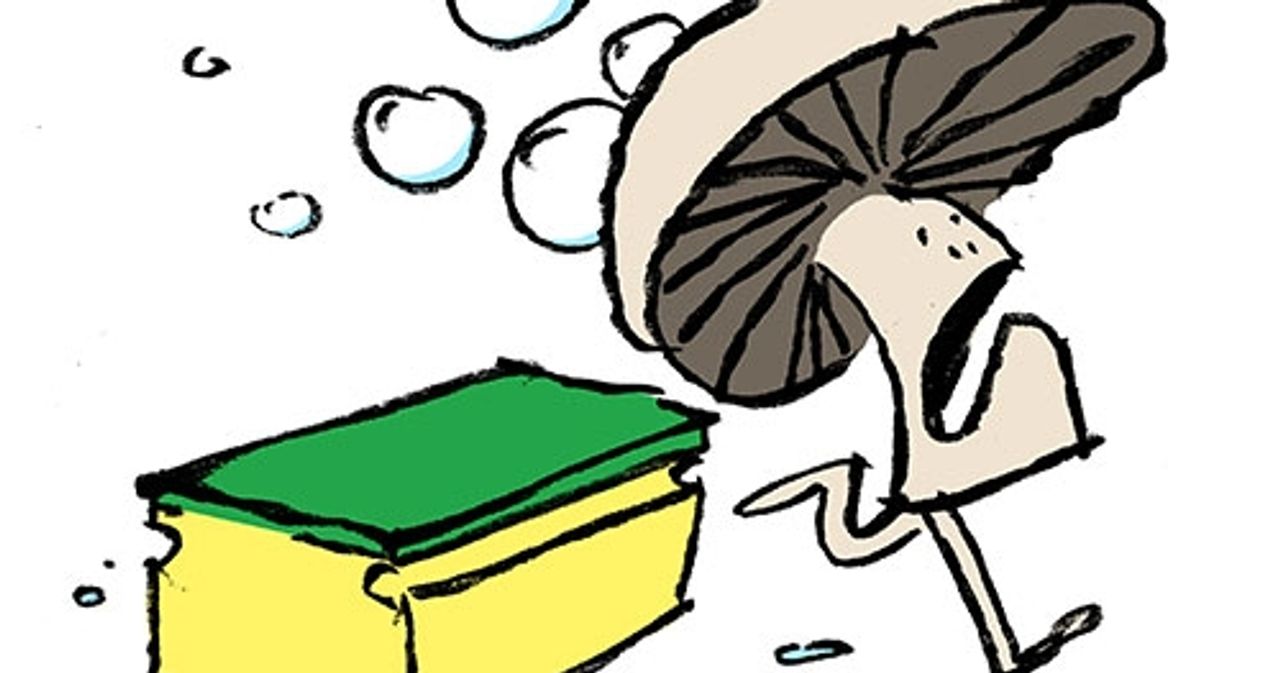 Warum soll man Pilze nicht waschen? SZ Magazin