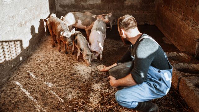 »Fleisch ist in unserer Esskultur fest verankert«