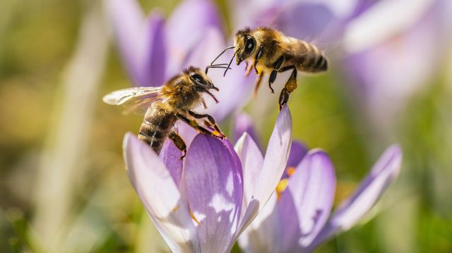 Urban Farming Bio Plastik Wie Bienen Die Welt Besser Machen Sz Magazin