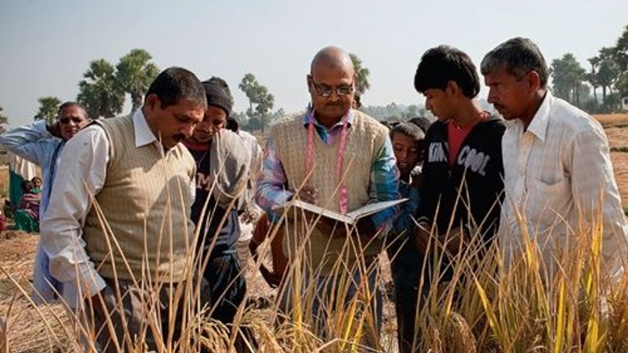 Wie Der Indische Reisbauer Kumar Mit Der Sri Methode Seine Reisernte Steigerte Sz Magazin